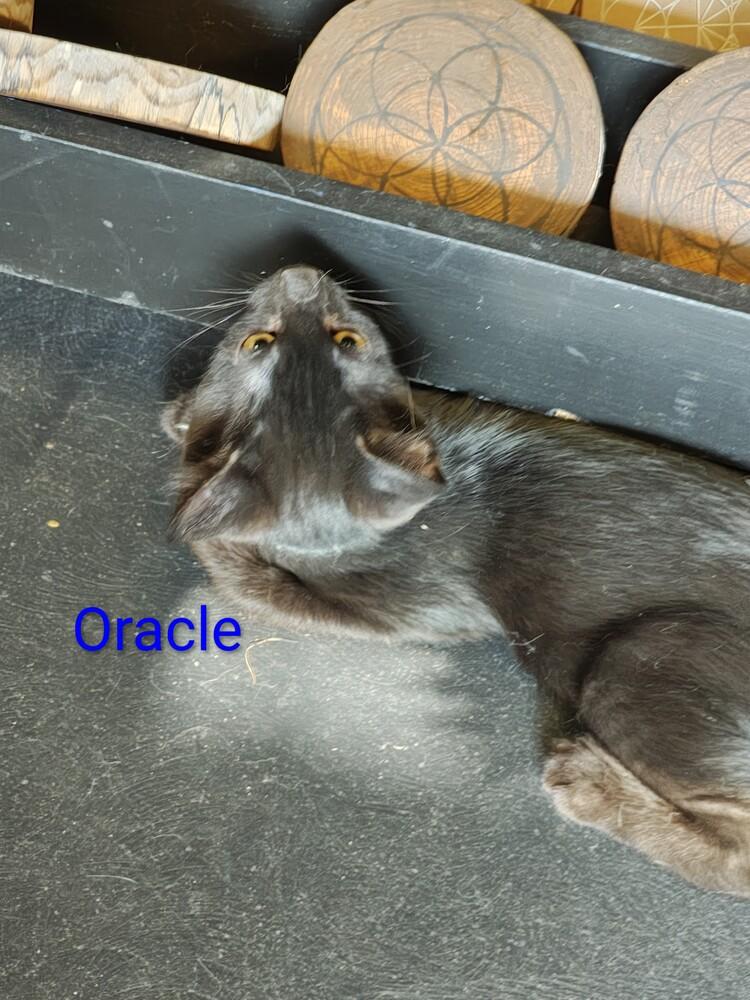 Oracle — thumbnail 4