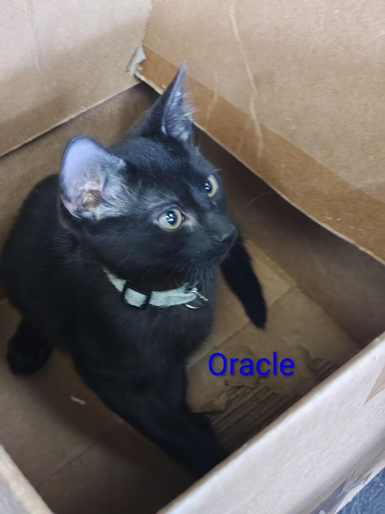 Oracle — thumbnail 5