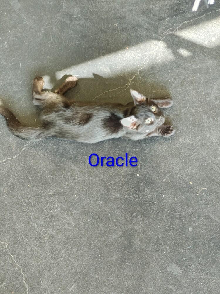 Oracle — thumbnail 6