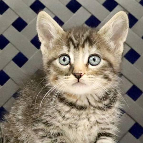 Enlarge Pesto, a Adoptable mixed breed in Fort Davis, TX image 1/1