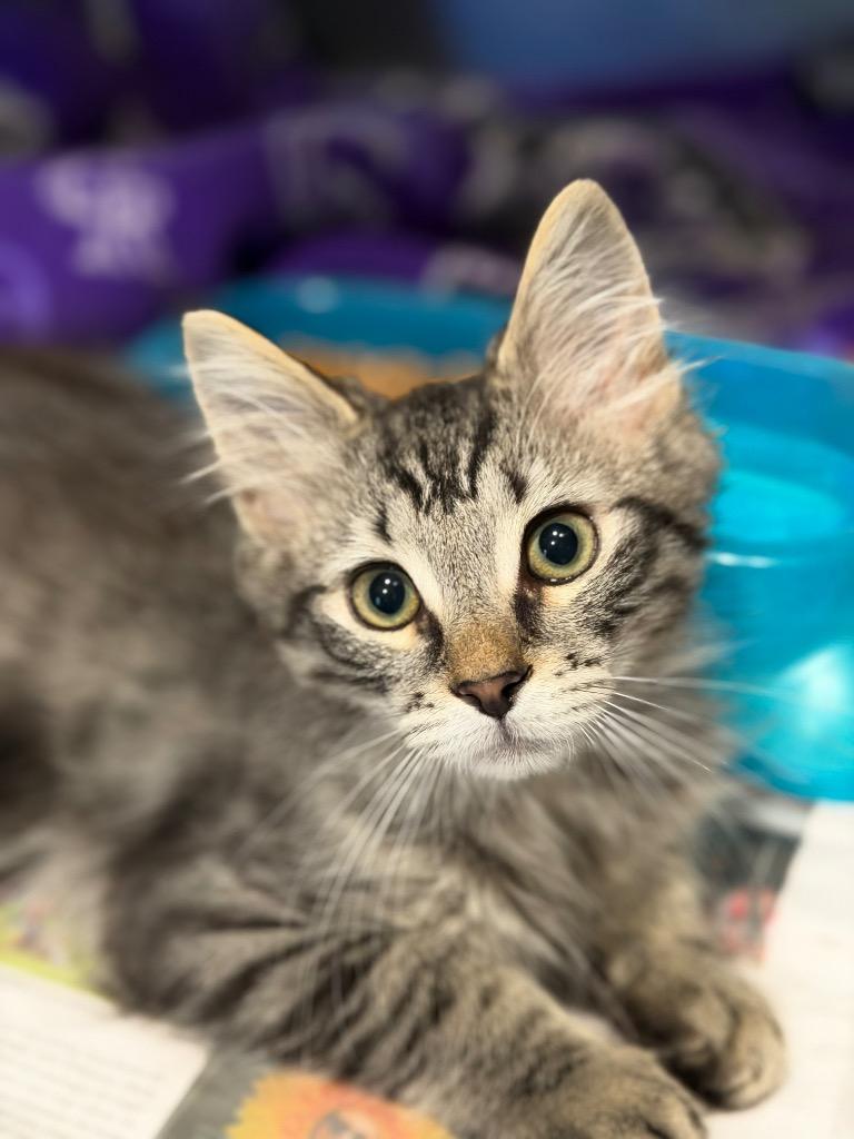 Cupcake, Adopted, Kitten Male Domestic Long Hair.