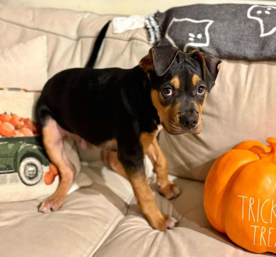 Enlarge Myx, a Adopted mixed breed in Kansas City, MO image 2/2