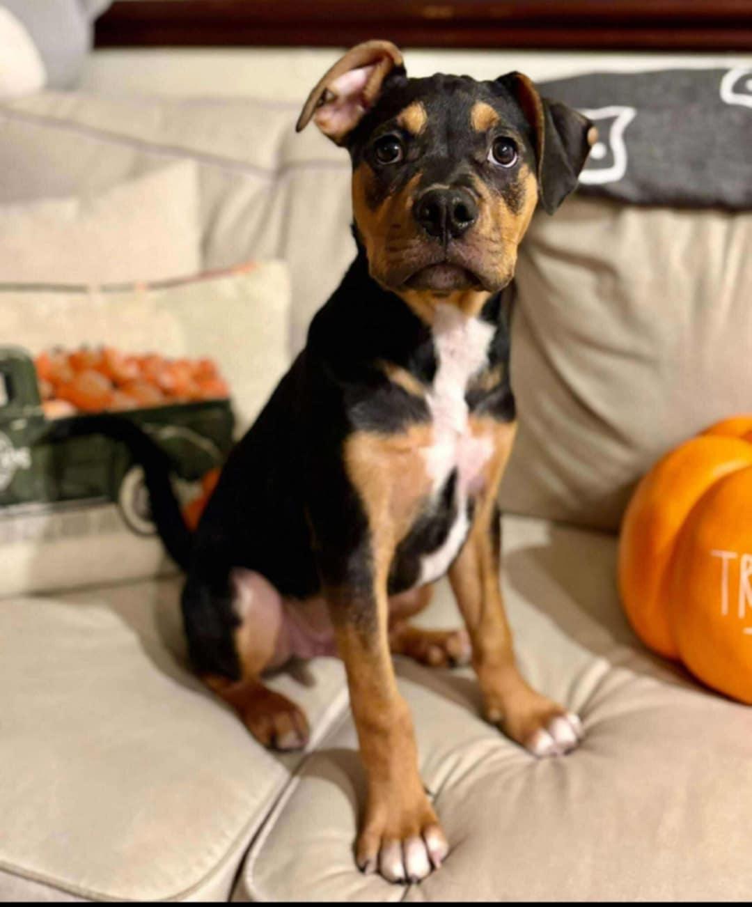 Myx, Adopted, Puppy Male Pit Bull Terrier.