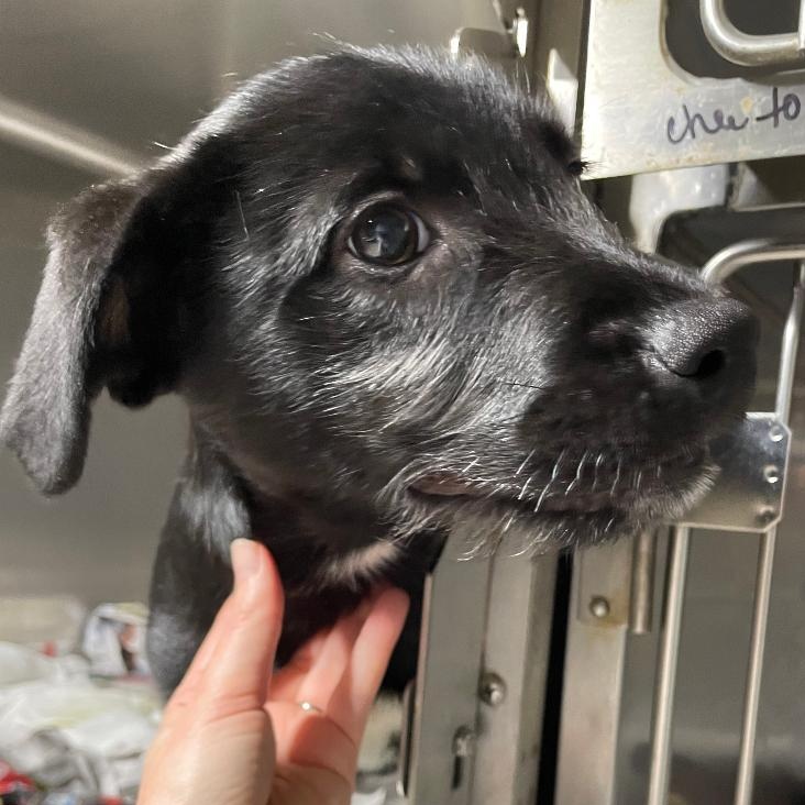 Hershey, adopted, Puppy Male Australian Shepherd.