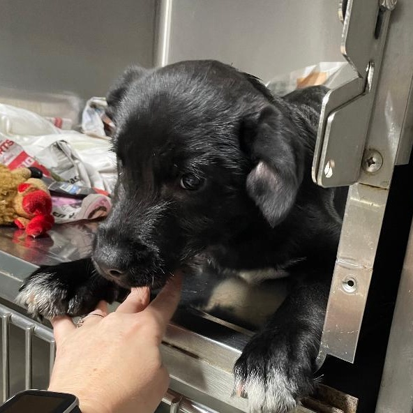 Enlarge Hershey, an adopted mixed breed in Spencer, IN image 2/2