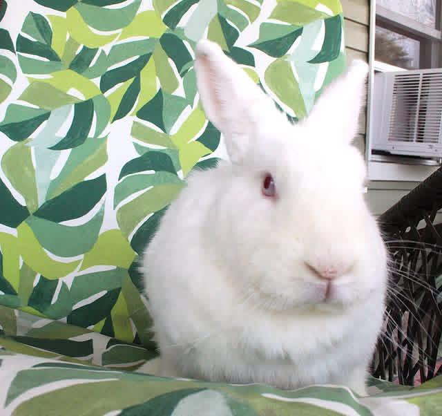 Enlarge Peace, a Adoptable New Zealand in Hillside, NJ image 2/4