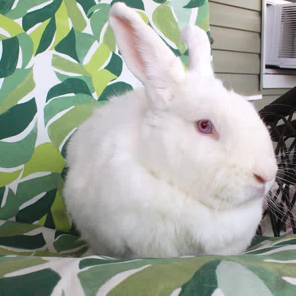 Enlarge Peace, a Adoptable New Zealand in Hillside, NJ image 1/4