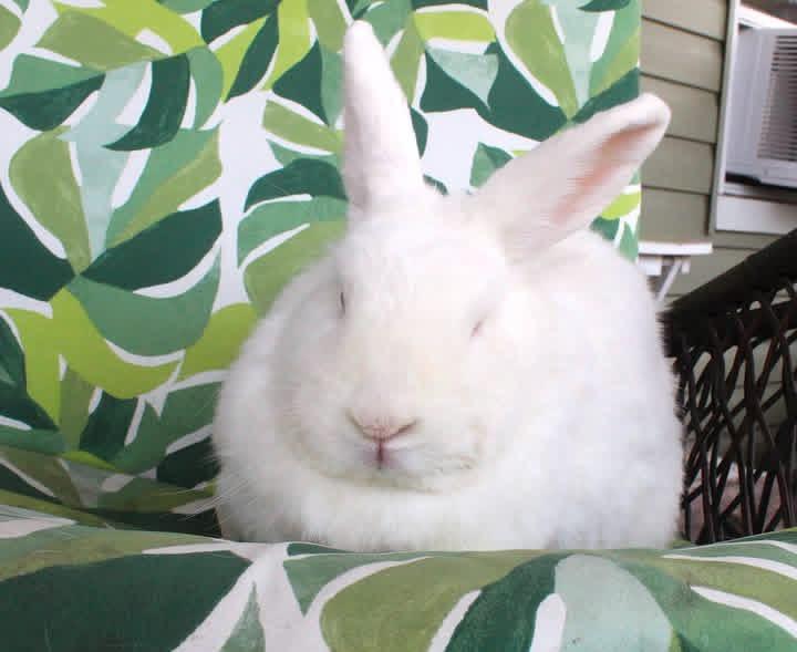 Enlarge Peace, a Adoptable New Zealand in Hillside, NJ image 4/4