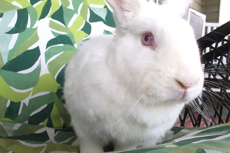 Enlarge Peace, a Adoptable New Zealand in Hillside, NJ image 3/4