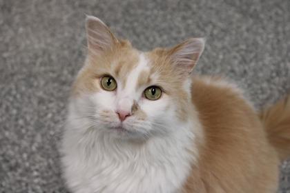 Enlarge Chip, a Adoptable mixed breed in Batavia, OH image 1/2