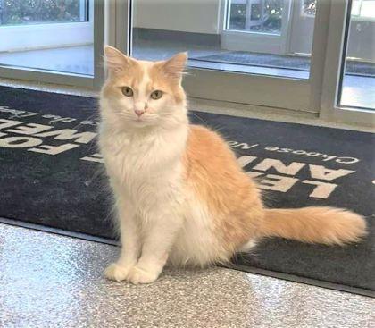 Enlarge Chip, a Adoptable mixed breed in Batavia, OH image 2/2