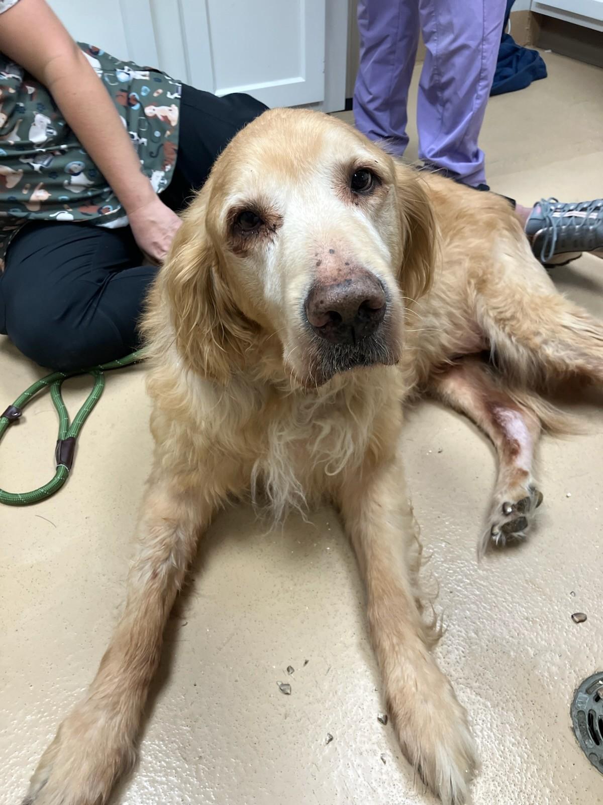 Harley, Adopted, Senior Male Golden Retriever.