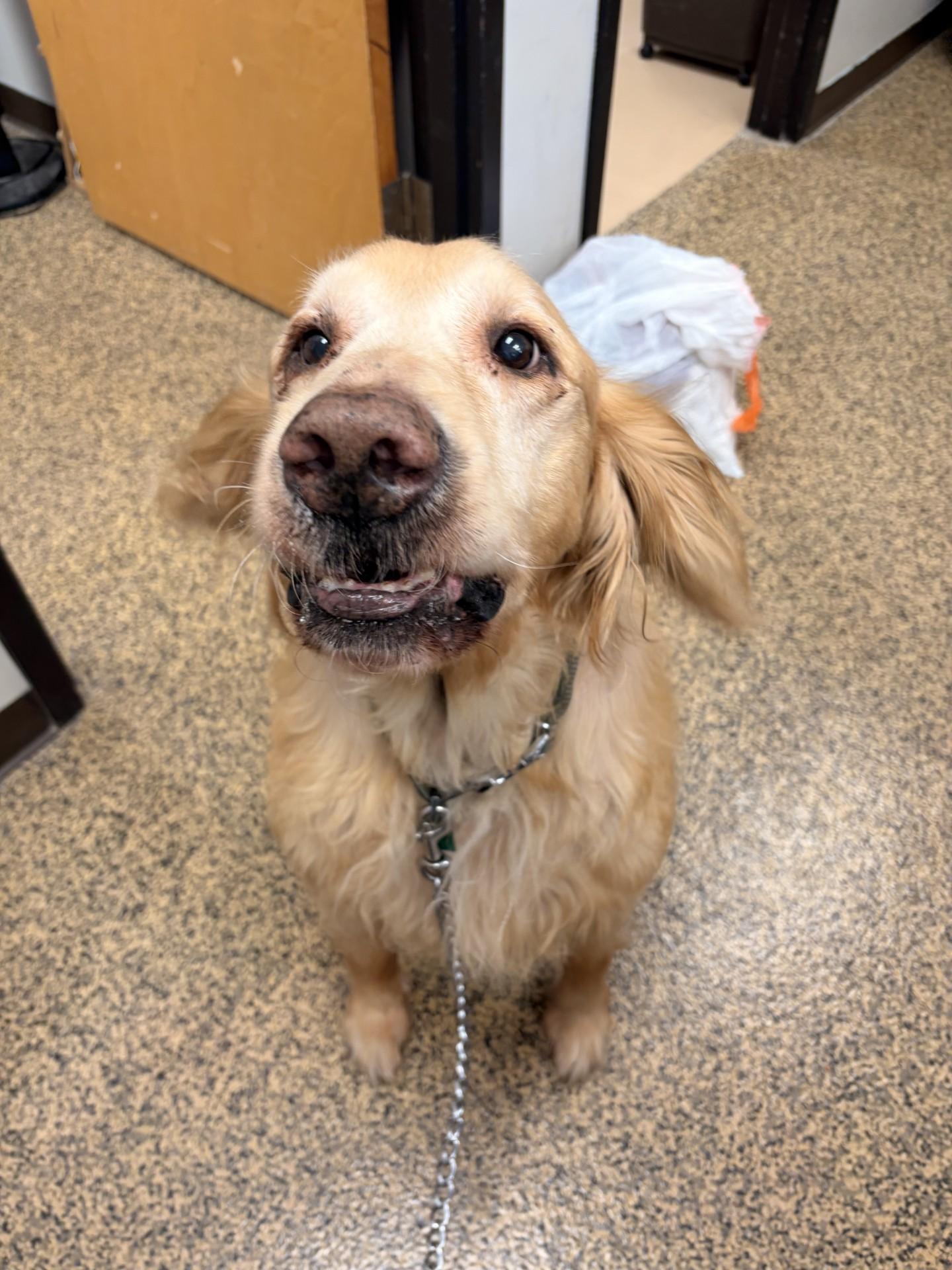 Enlarge Harley, a Adopted Golden Retriever in Saint Charles, MO image 2/2