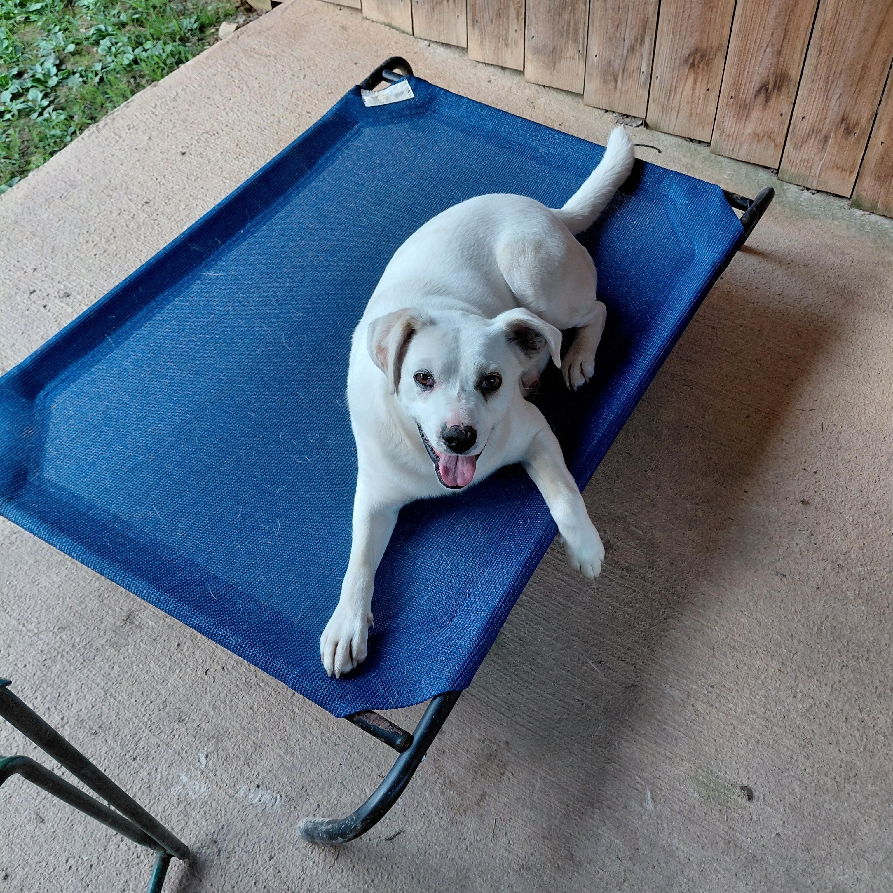 RANDY, Adult Male Labrador Retriever