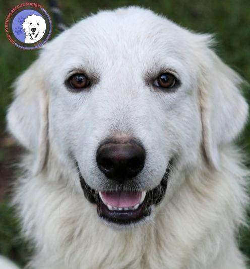 Howie, a Adoptable Great Pyrenees in Seattle, WA image 1/3