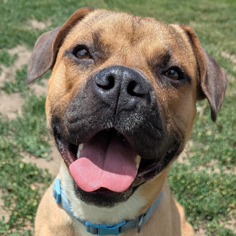 Max, Adoptable, Adult Male Pit Bull Terrier & Mixed Breed.