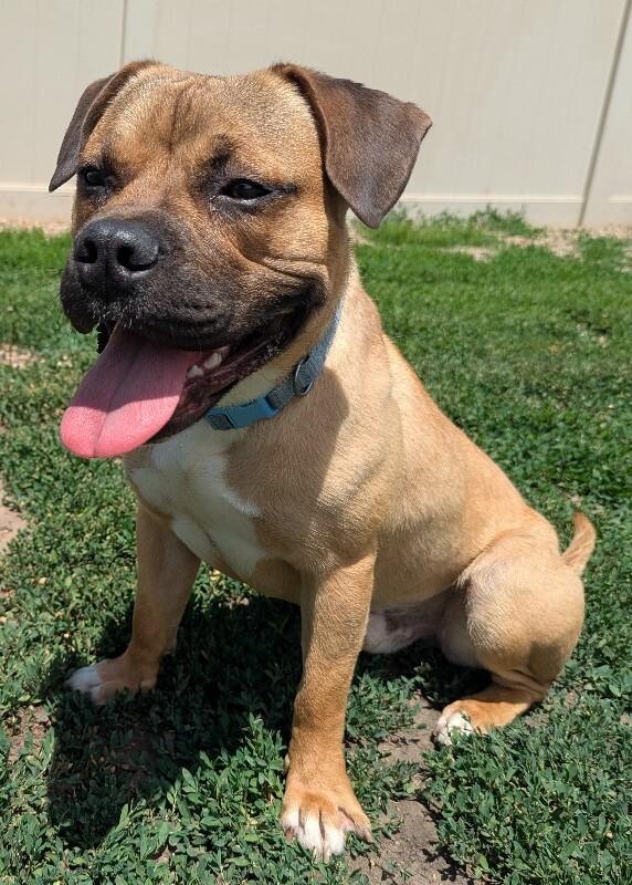 Max, a Adoptable mixed breed in Yankton, SD image 2/6