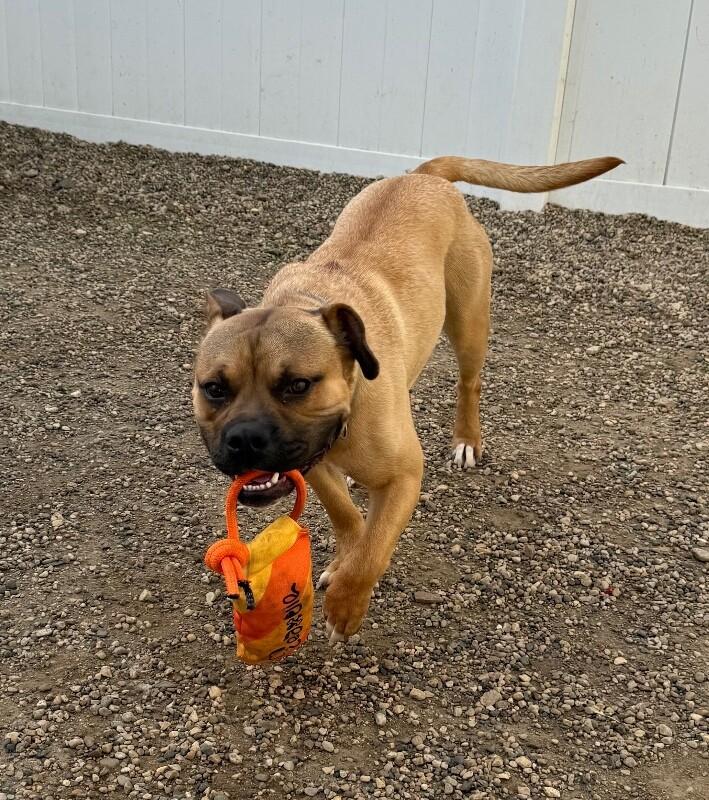 Max, a Adoptable mixed breed in Yankton, SD image 3/6