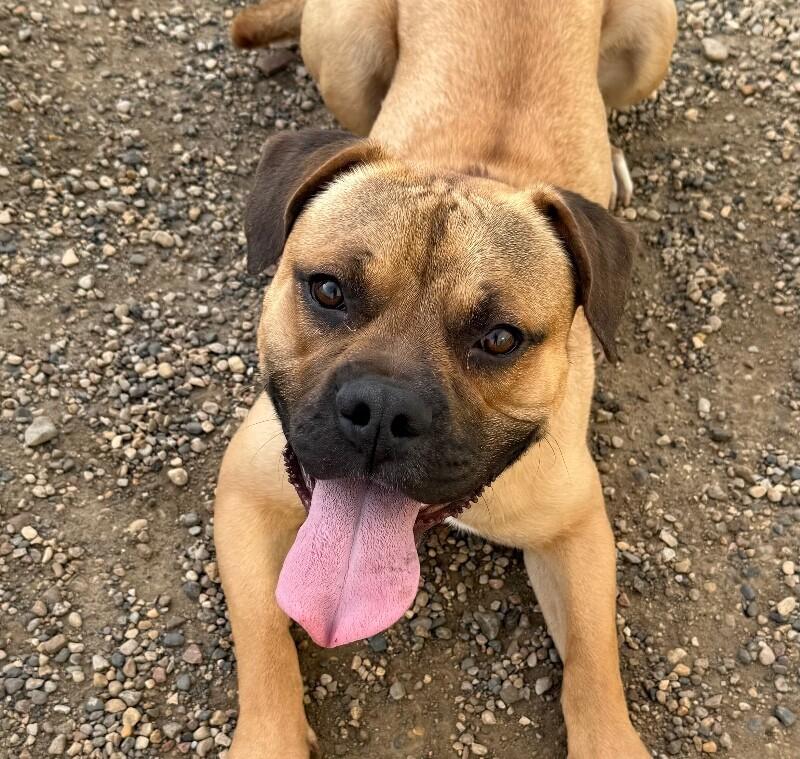 Max, a Adoptable mixed breed in Yankton, SD image 4/6