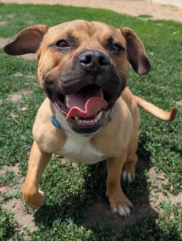 Max, a Adoptable mixed breed in Yankton, SD image 5/6