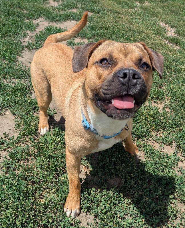 Max, a Adoptable mixed breed in Yankton, SD image 6/6