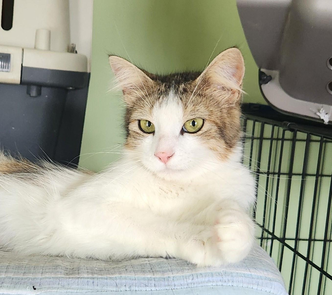 Enlarge Misty, a ADOPTABLE Domestic Long Hair in Peekskill, NY image 1/1