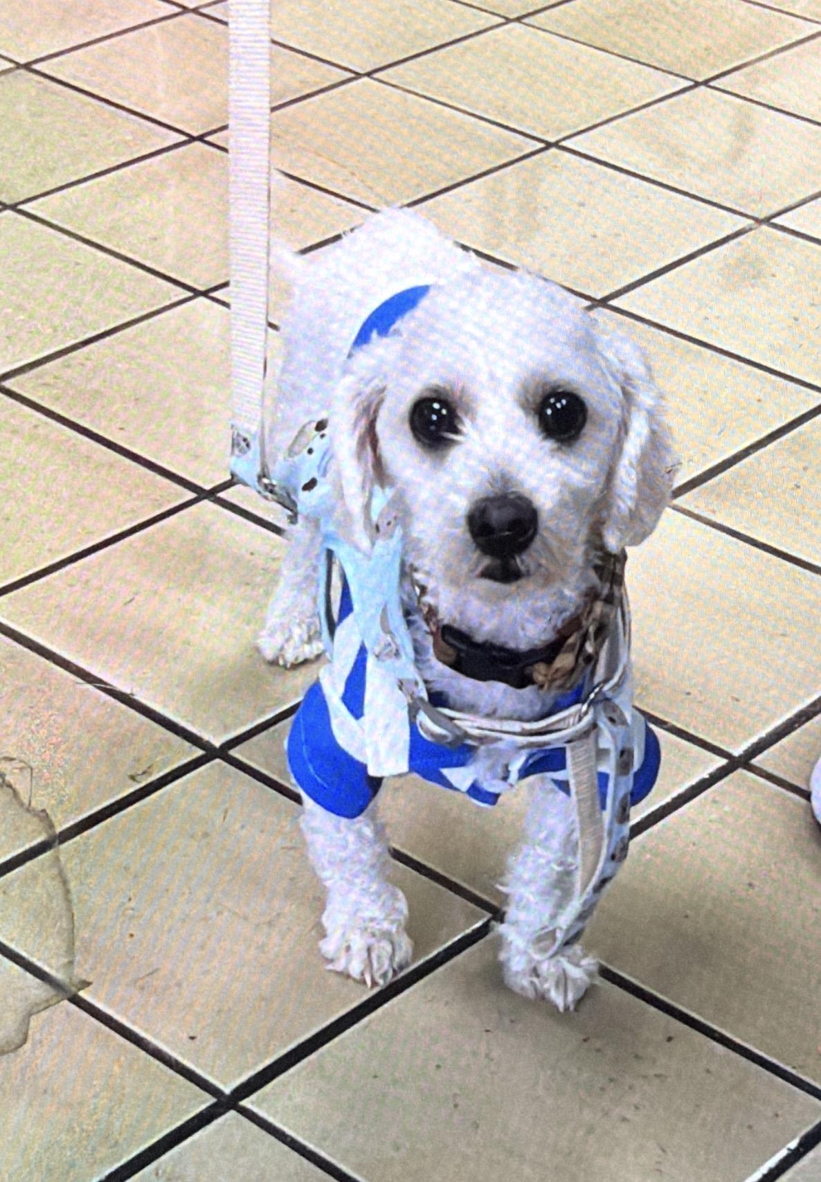 Charlie, adopted, Young Male Bichon Frise.