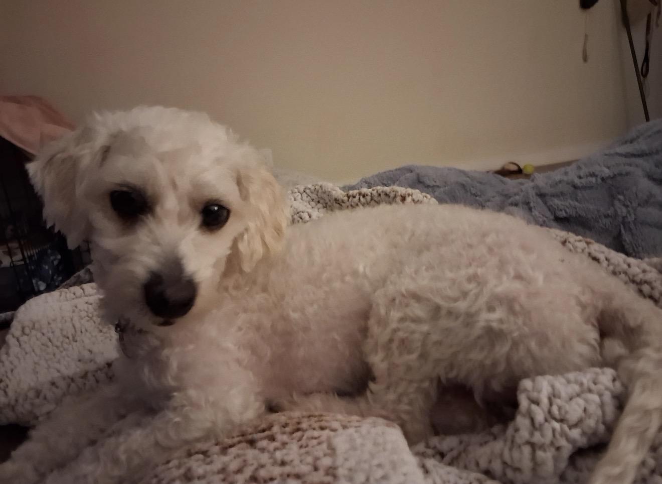 Charlie, an adopted Bichon Frise in Palm springs, FL image 2/2