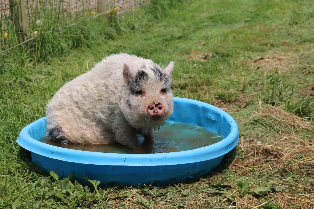 Pippa, a Adoptable mixed breed in Ravenna, OH image 1/3