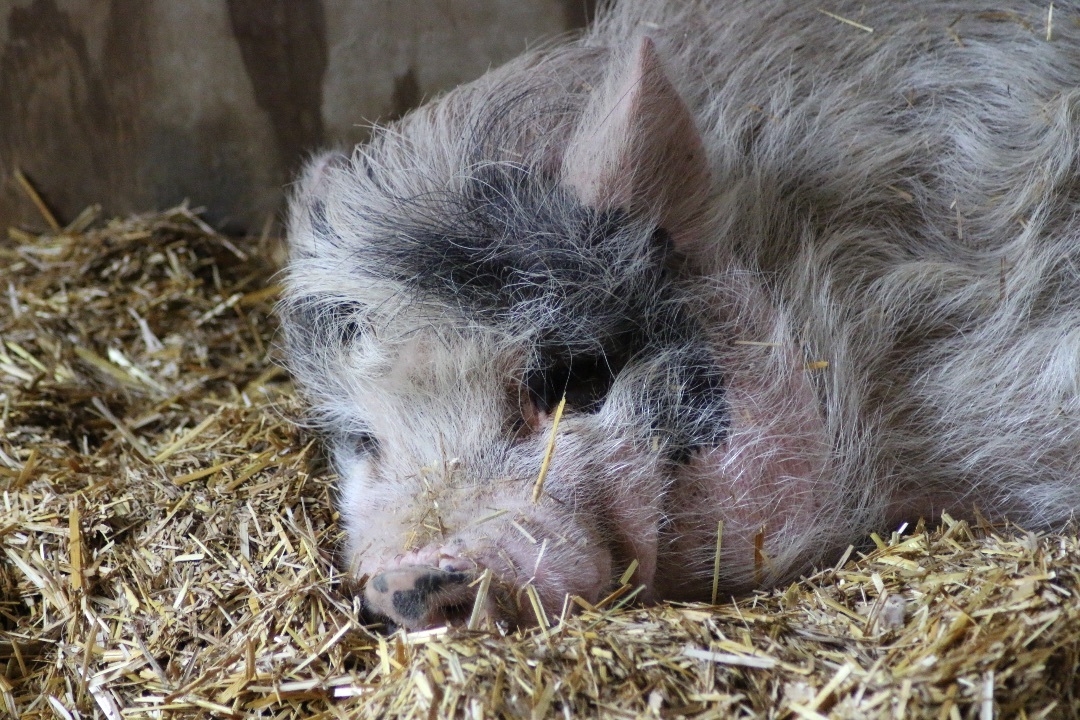 Pippa, a Adoptable mixed breed in Ravenna, OH image 2/3