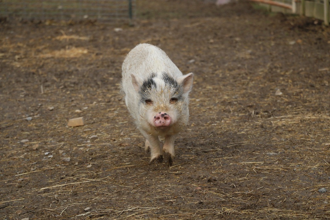 Pippa, a Adoptable mixed breed in Ravenna, OH image 3/3