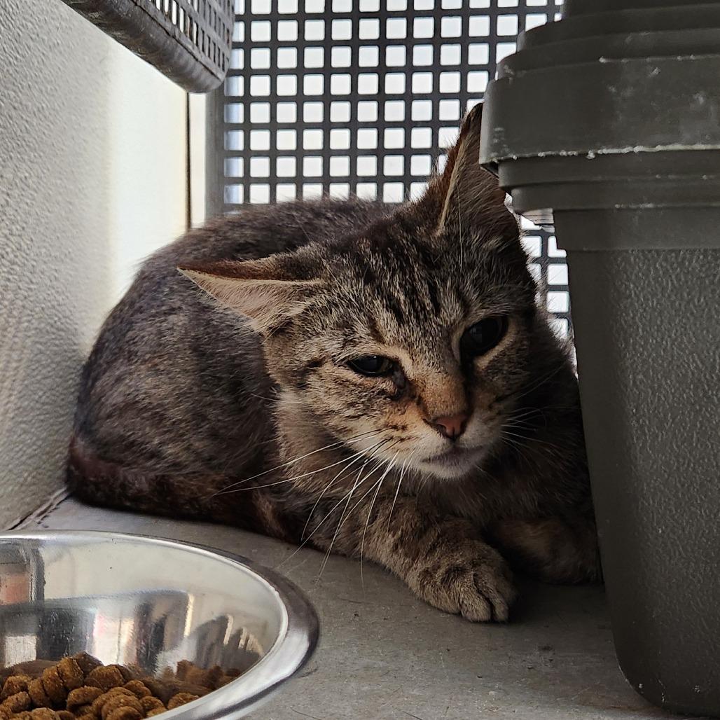 Doug, Adoptable, Adult Male Domestic Short Hair.