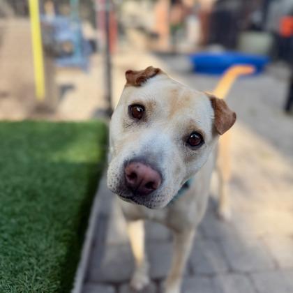 Sallie, a Adoptable mixed breed in Washington, DC image 1/3