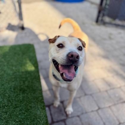 Sallie, a Adoptable mixed breed in Washington, DC image 2/3