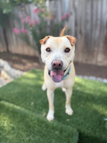 Sallie, a Adoptable mixed breed in Washington, DC image 3/3