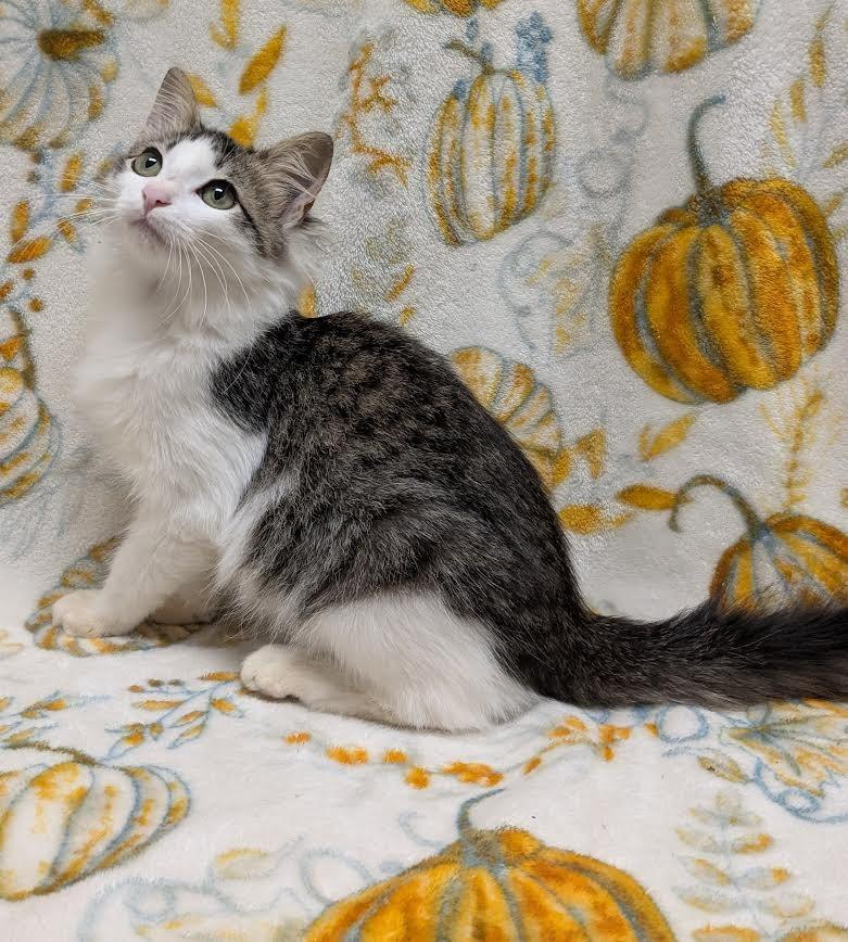 John Deere, Adoptable, Young Male Domestic Medium Hair.