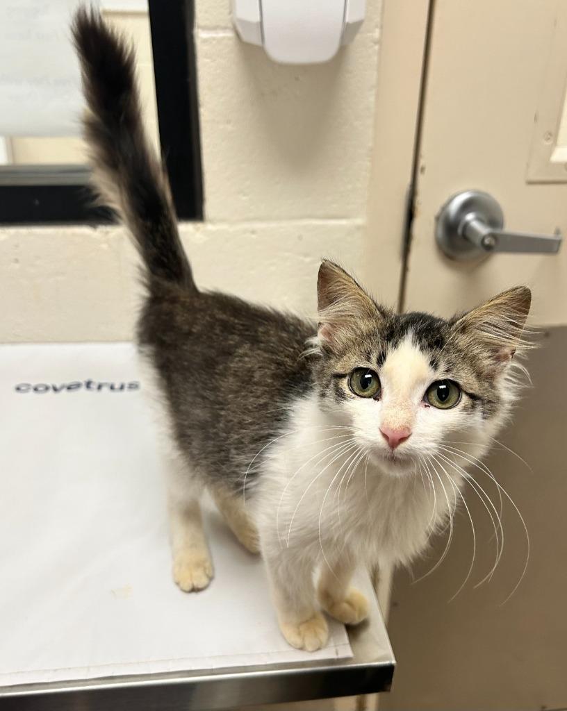 John Deere, a Adoptable mixed breed in Madison, GA image 2/2