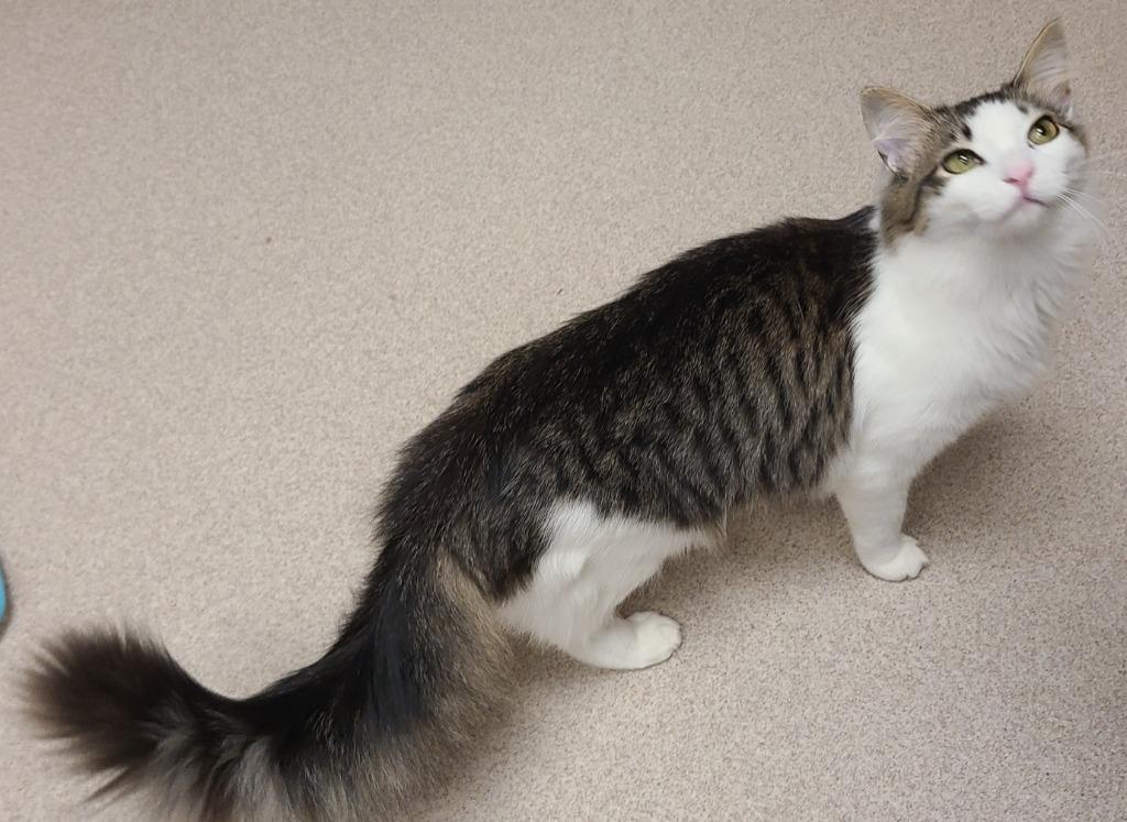 John Deere, a Adoptable mixed breed in Madison, GA image 2/3