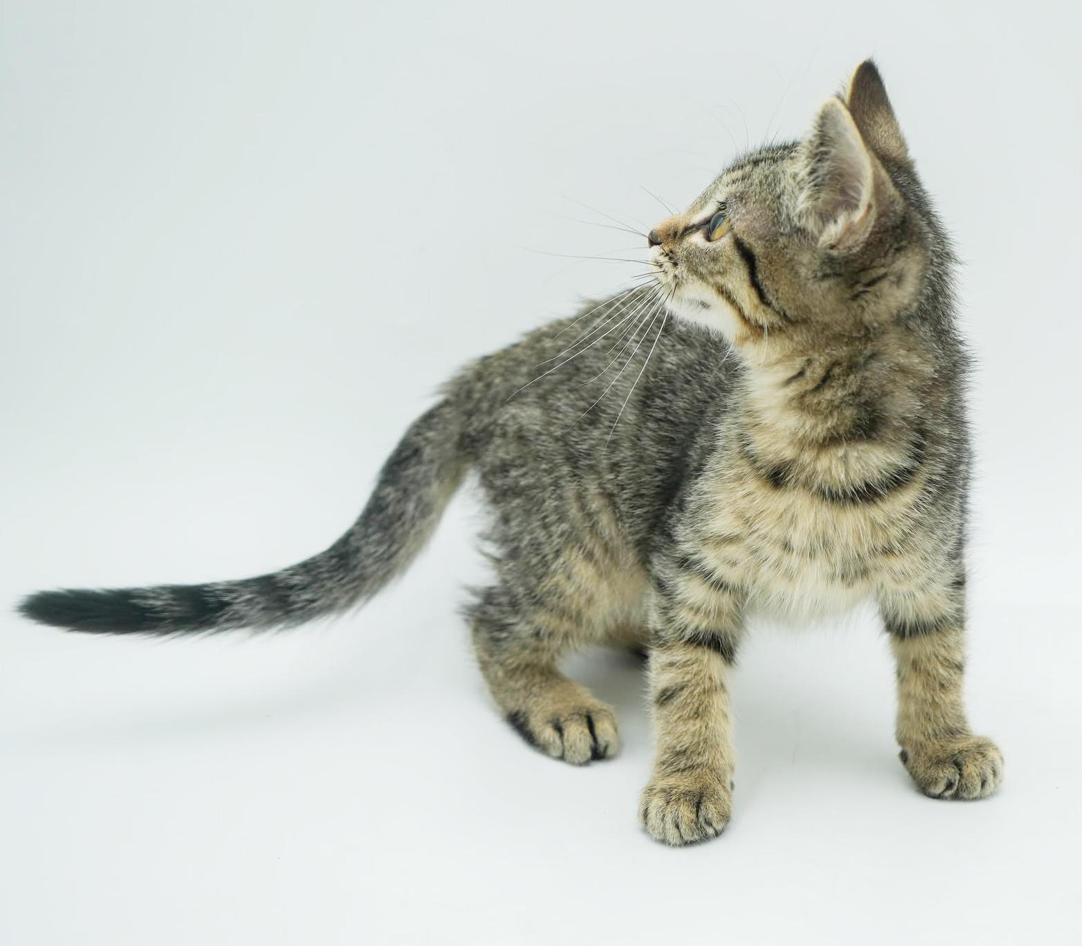 Harry is our polka dotted cute patootie!  TINY TOT!