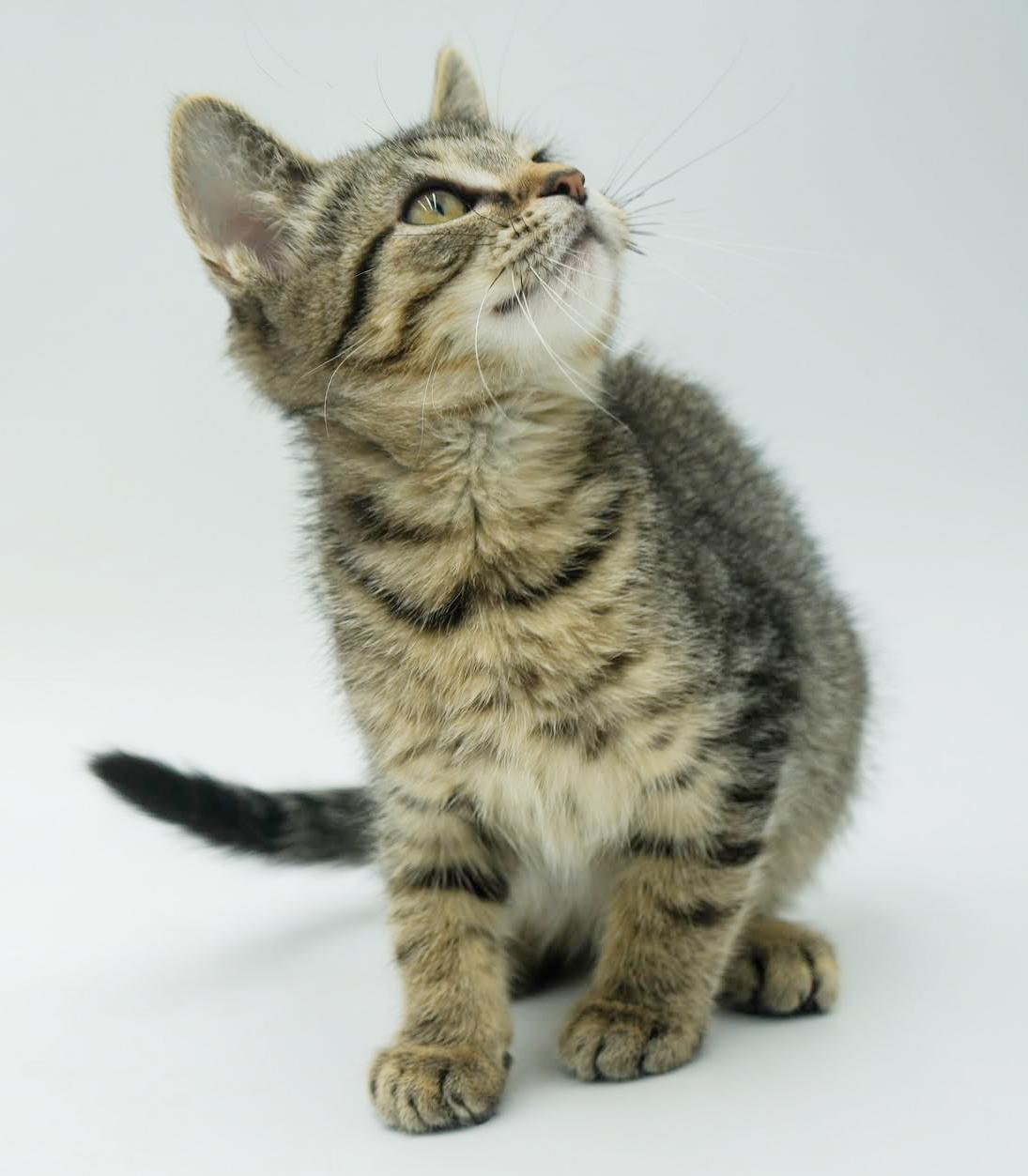 Harry is our polka dotted cute patootie!  TINY TOT!