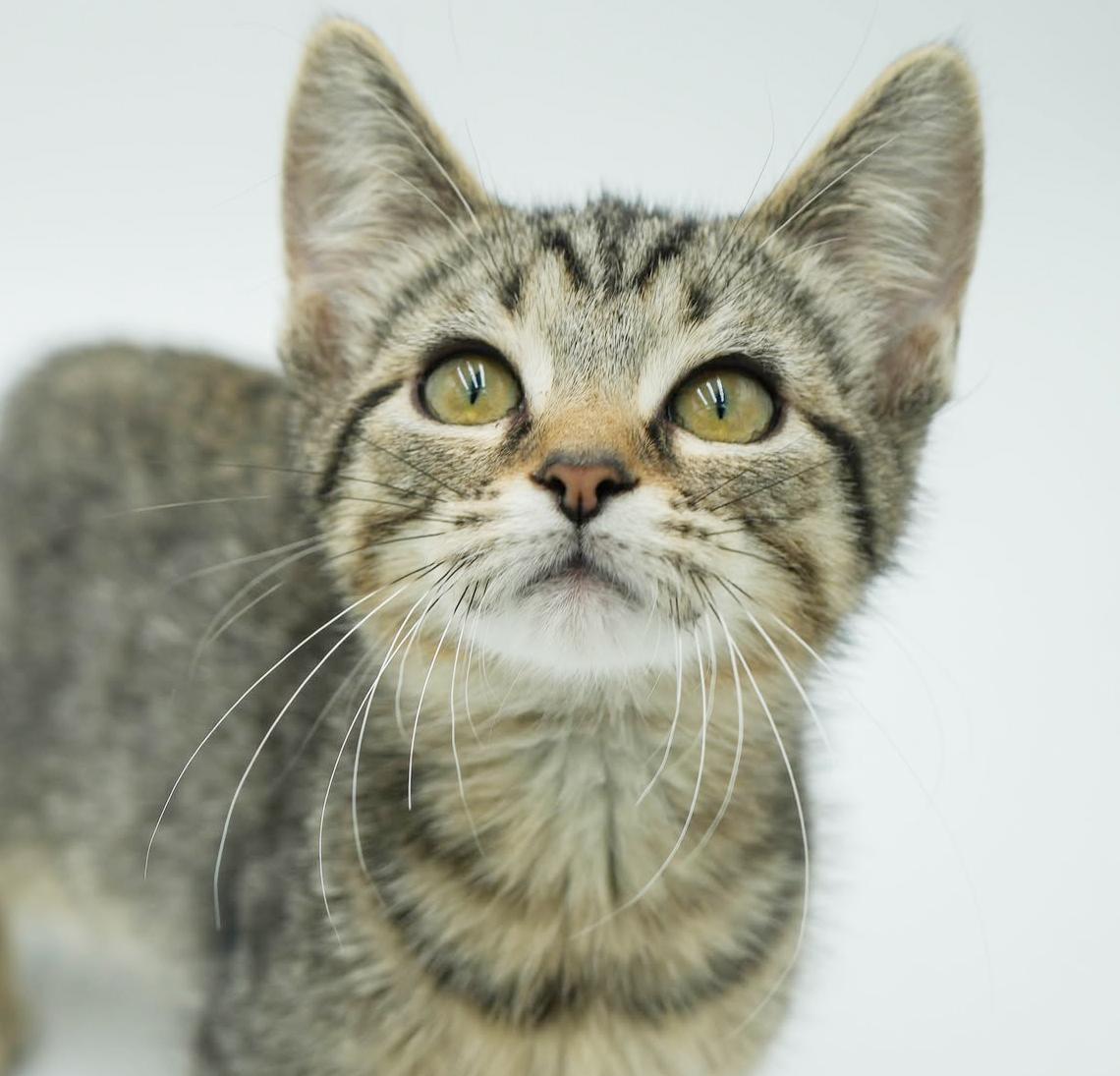 Harry is our polka dotted cute patootie!  TINY TOT!