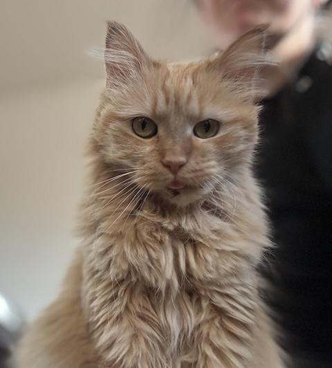 Enlarge Belladonna, a ADOPTABLE Domestic Long Hair in Denver, CO image 1/3