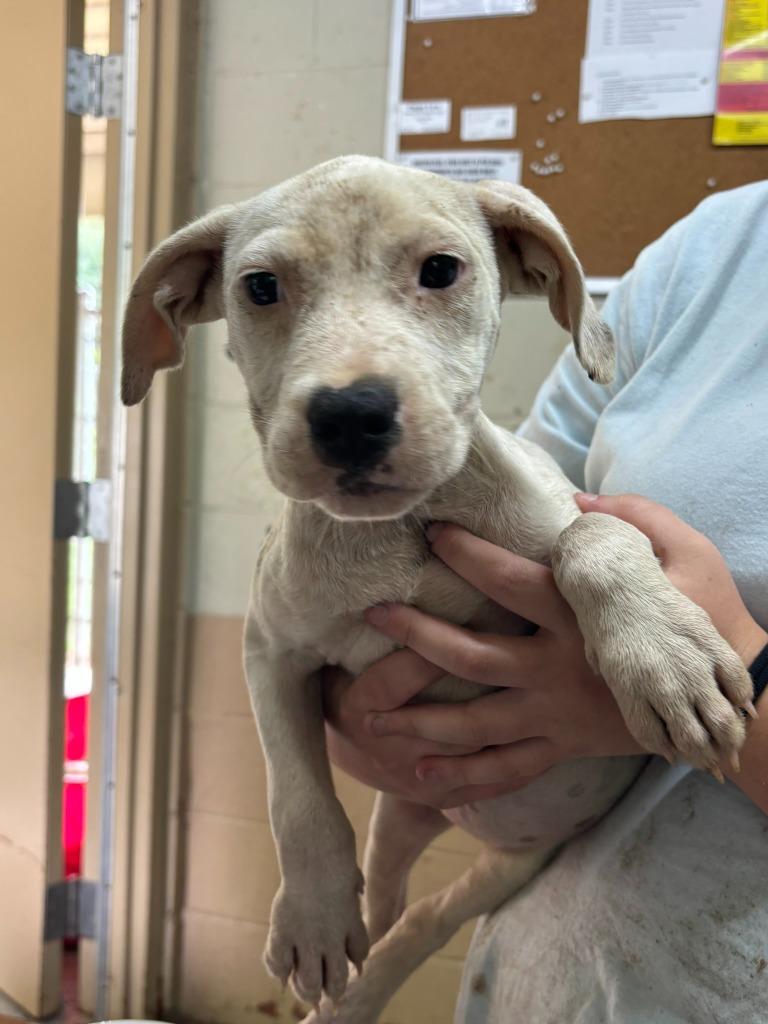 Daisy, Adoptable, Puppy Female Pit Bull Terrier.