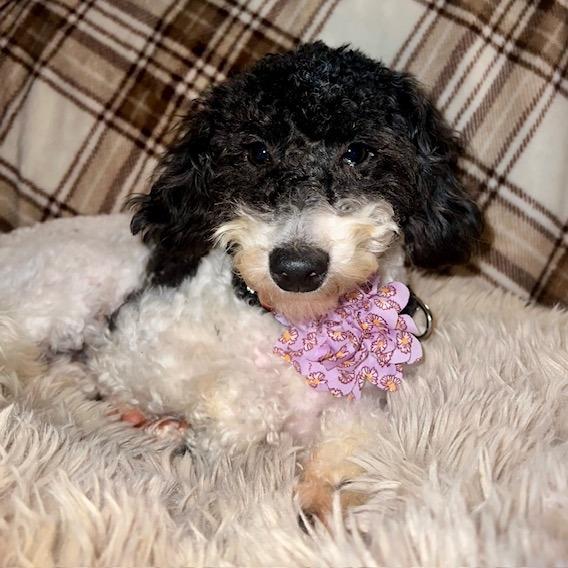 Pawnette, Adoptable, Young Female Poodle.