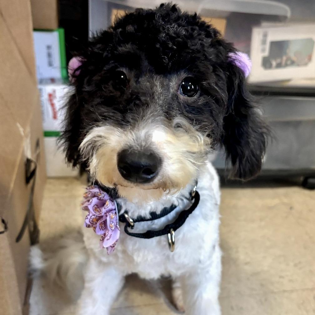 Enlarge Pawnette, a Adoptable Poodle in Cincinnati, OH image 2/2