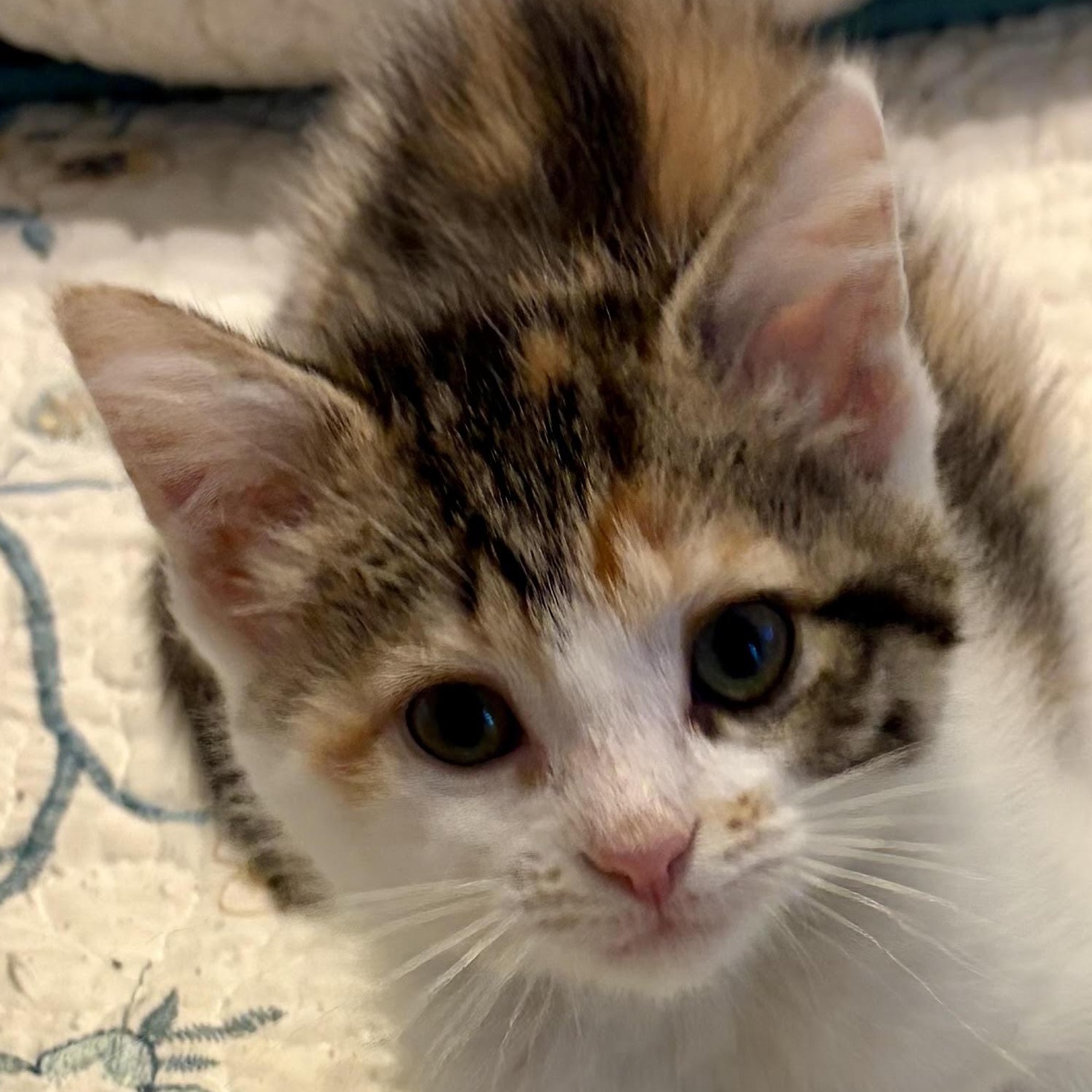 Billie, an adopted Domestic Short Hair in Houghton Lake, MI image 1/3