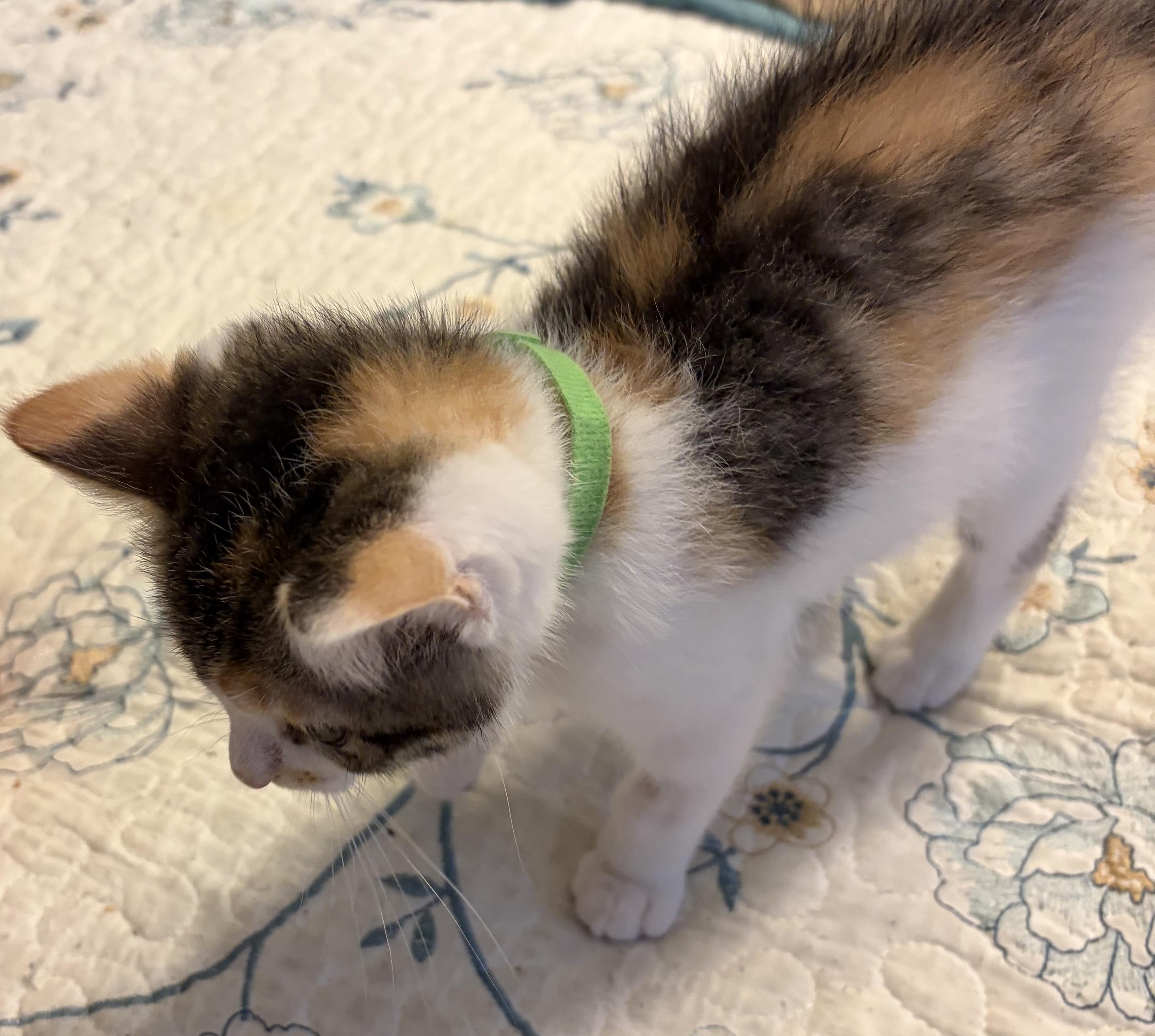 Billie, an adopted Domestic Short Hair in Houghton Lake, MI image 3/3