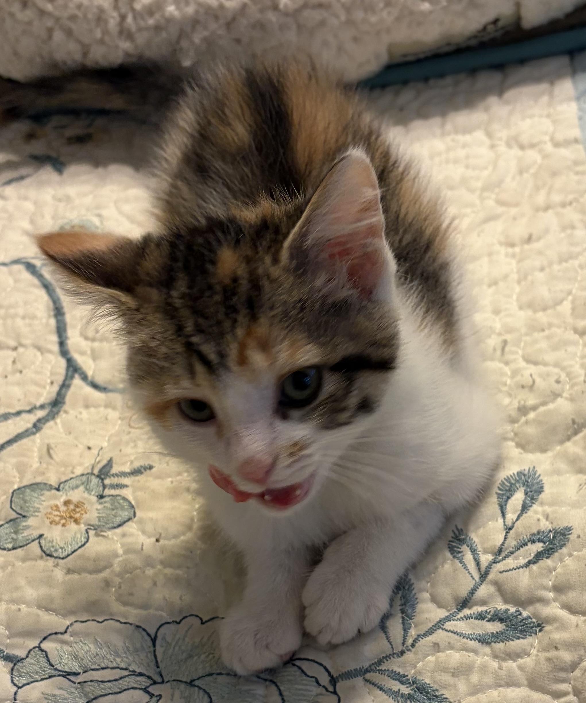 Billie, an adopted Domestic Short Hair in Houghton Lake, MI image 2/3