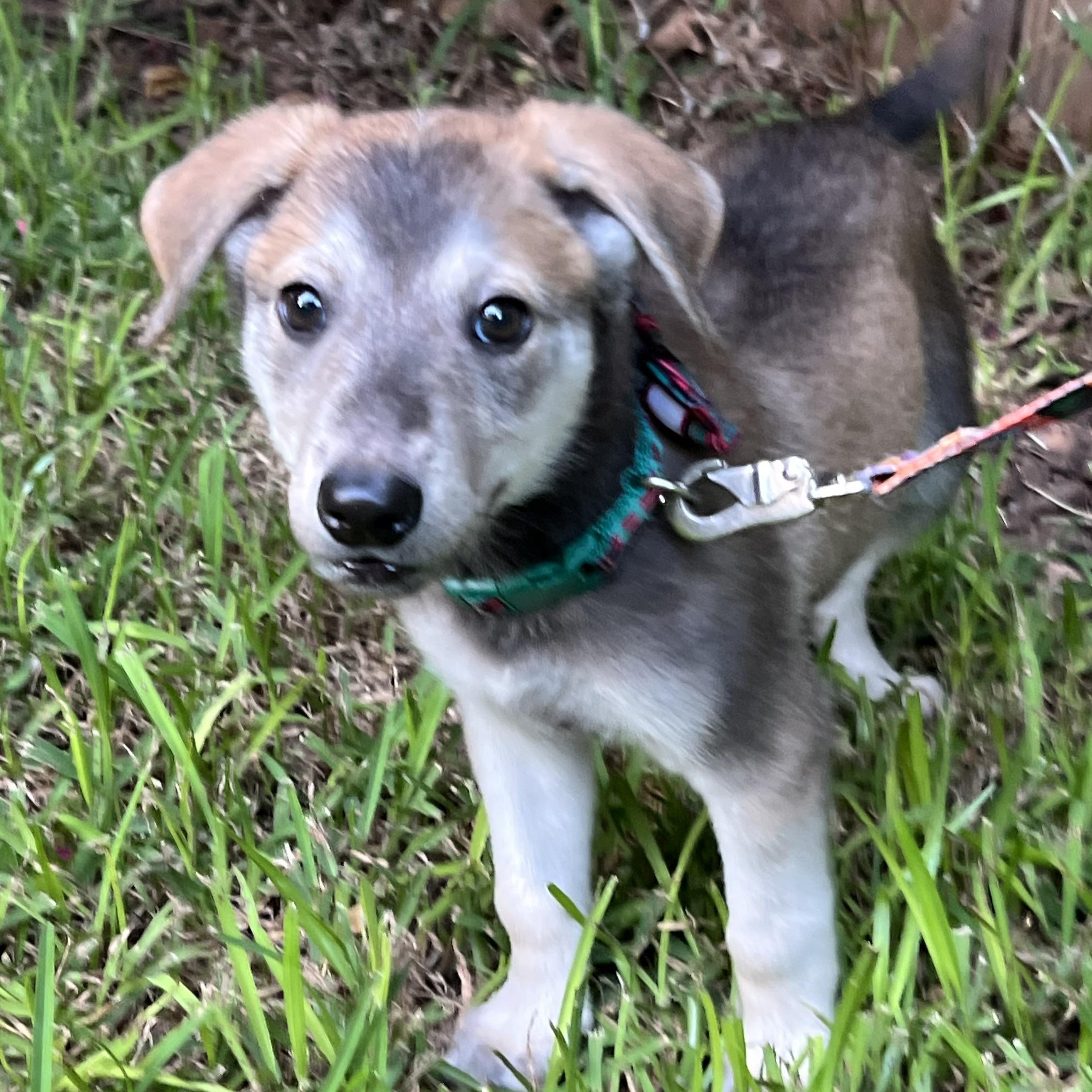 Enlarge Scout, a Adoptable mixed breed in Bellaire, TX image 4/5
