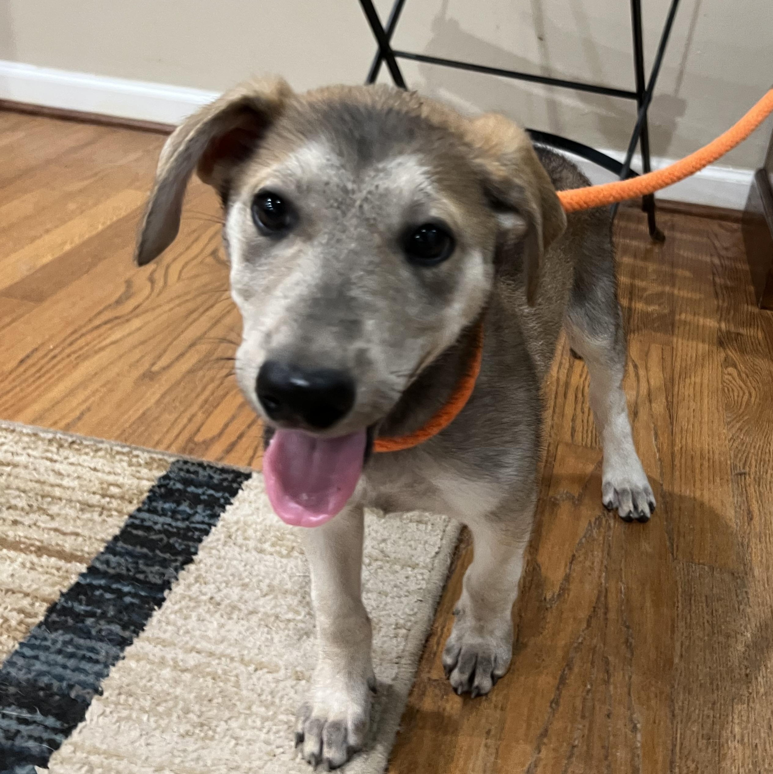 Enlarge Scout, a Adoptable mixed breed in Bellaire, TX image 5/5